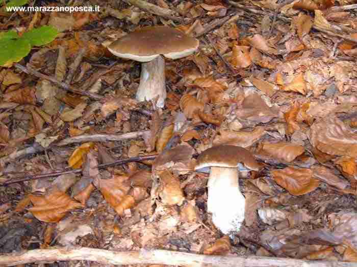  Image name: 132 Porcino.jpg 
 width: 700 pixel 
 height: 525 pixel 
 Size: 35034 bytes 
 Click to enlarge 